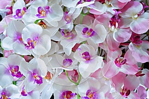 Artificial white and pink orchid flowers
