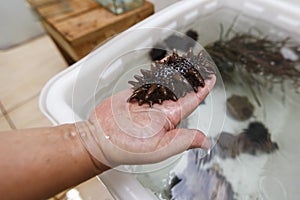 Artificially grown Far Eastern trepang lies in the palm of a researcher at a marine farm photo