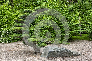 Artificially shaped tree