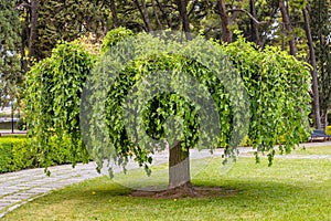 artificially shaped tree with in a park, bonsai variation