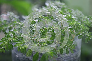 Artillery plant, Pilea microphylla