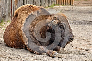 artiodactyl animal bison lies in a zoo enclosure