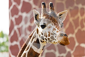 artiodactyl mammal from the giraffe family. giraffes head close-up