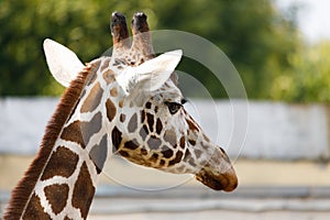artiodactyl mammal from the giraffe family. giraffes head close-up