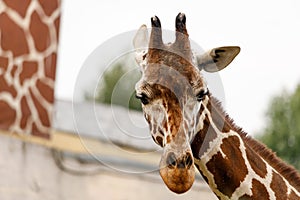 artiodactyl mammal from the giraffe family. giraffes head close-up