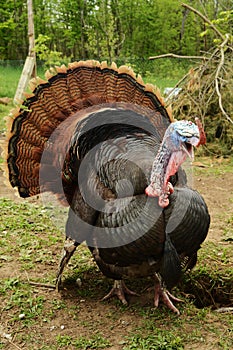 Artisan Gold Turkey