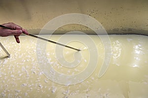 Artisanal cheese making, cutting the curd and whey in the factory tank