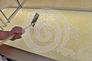 Artisanal cheese making, cutting the curd and whey in the factory tank