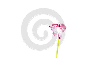 Artisitic, withered tulip flower photo