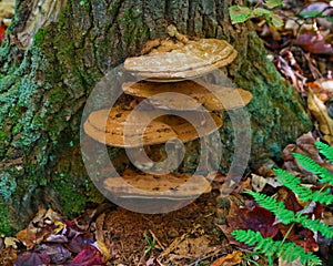 Artist Conk growing on a tree