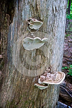 Artist conk mushrooms growing on tree photo