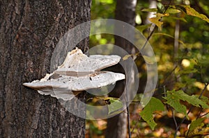 Artist Fungus grows on CNY forest trees