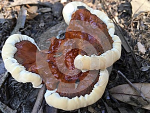 Artist's Conk Bracket Fungus photo