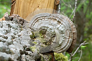 Artist`s conk, Ganoderma applanatum growing on poplar wood photo