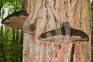 Artist`s fungi on a black locust tree trunk