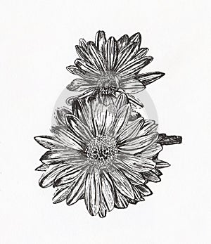 Artist`s Nature Study of Two Detailed Pen & Ink Daisies