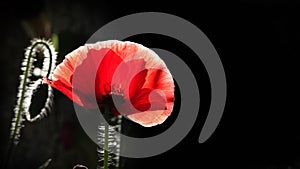 Red poppy in the moonlight.Stylization of poppies.