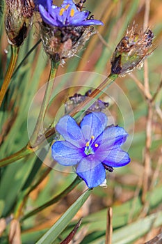 (Artistes ecklonii), Brilliant blue stars Wild flowers during spring photo