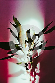 Artistic abstract photo of dracaena plant in trendy pink colors on black background in bright light.