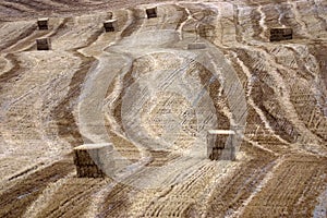 artistic agriculture photo