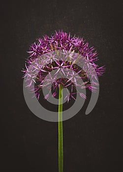 Artistic Allium poster