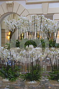 Artistic arrangement of white orchid flowers