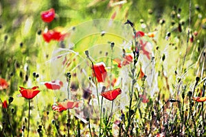 Artistic background creation of a meadow with poppy flowers