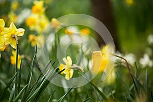 Artistic beautiful, fresh yellow daffodils growing in the park with bokeh lights, macro shot