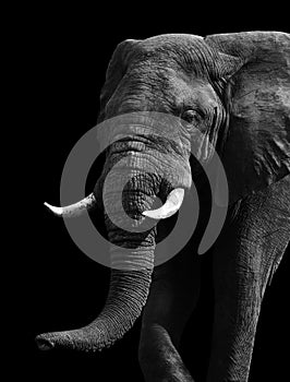 Artistic Black and White Elephant