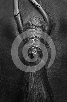 Artistic black and white horse's tail detail photo