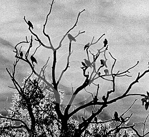 Silhouetted Crows in Bare Tree