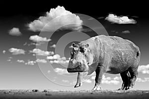 Artistic, black and white photo of african Hippo, Hippopotamus amphibius, low angle, direct view of big bull hippo staring at