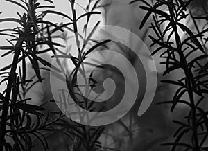 Artistic black and white photo of Rosemary growing in the garden.