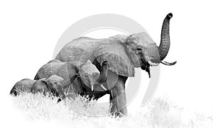 Artistic, black and white photo of three African Bush Elephants, Loxodonta africana, from adults to newborn calf, coming togther photo