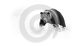 Artistic, black and white photo of a wild Brown Bear, Ursus arctos, huge male on arctic meadow covered on flowering grass staring