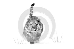 Artistic black and white Siberian tiger, Panthera tigris altaica, young male running directly at camera in deep snow. Attacking