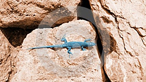 Artistic blue lizard on red boulders