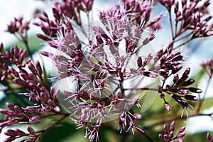 Artistic Boneset flower blooming in the summer. Eupatorium bush.