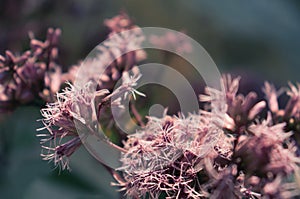 Artistic Boneset flower blooming in the summer. Eupatorium bush.