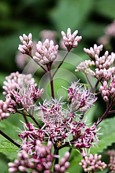 Artistic Boneset flower blooming in the summer. Eupatorium bush.