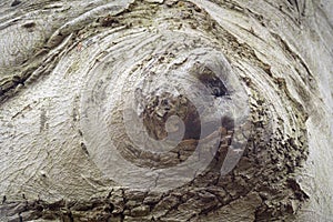 Artistic bulge of a beech tree looking like a closed eye