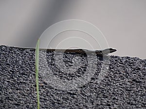 Artistic closeup common wall lizard or podarcis muralis on a stone or rock catching some sun