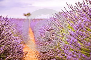 Artistic closeup flowers meadow nature. Spring and summer lavender floral field under warm sunset light, inspire nature