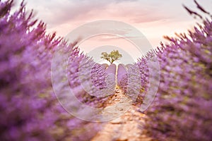 Artistic closeup flowers meadow nature. Spring and summer lavender floral field under warm sunset light, inspire nature