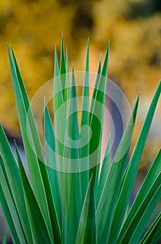 Artistic closeup of Yuca plant with long sharp leafs and beautiful yellow bokeh, Italy, Europe