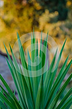 Artistic closeup of Yuca plant with long sharp leafs and beautiful yellow bokeh, Italy, Europe