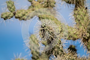 Artistic composition of a chainfruit cholla cactus, with focus on a single spine photo