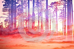 Artistic CVI - Dreamy Clouds Forest - Wall Art - Print Ready - HQ