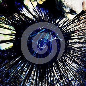 Artistic Design in Neon Blue in Top of Sea Urchin Underwater