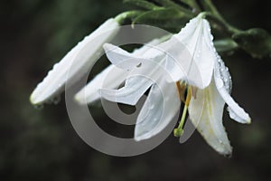 Artistic detail of a Magnolia flower with water droplets. White magnolia flowers on a dark background. Drops close up after rain.